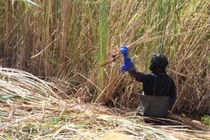 charbon typha 2